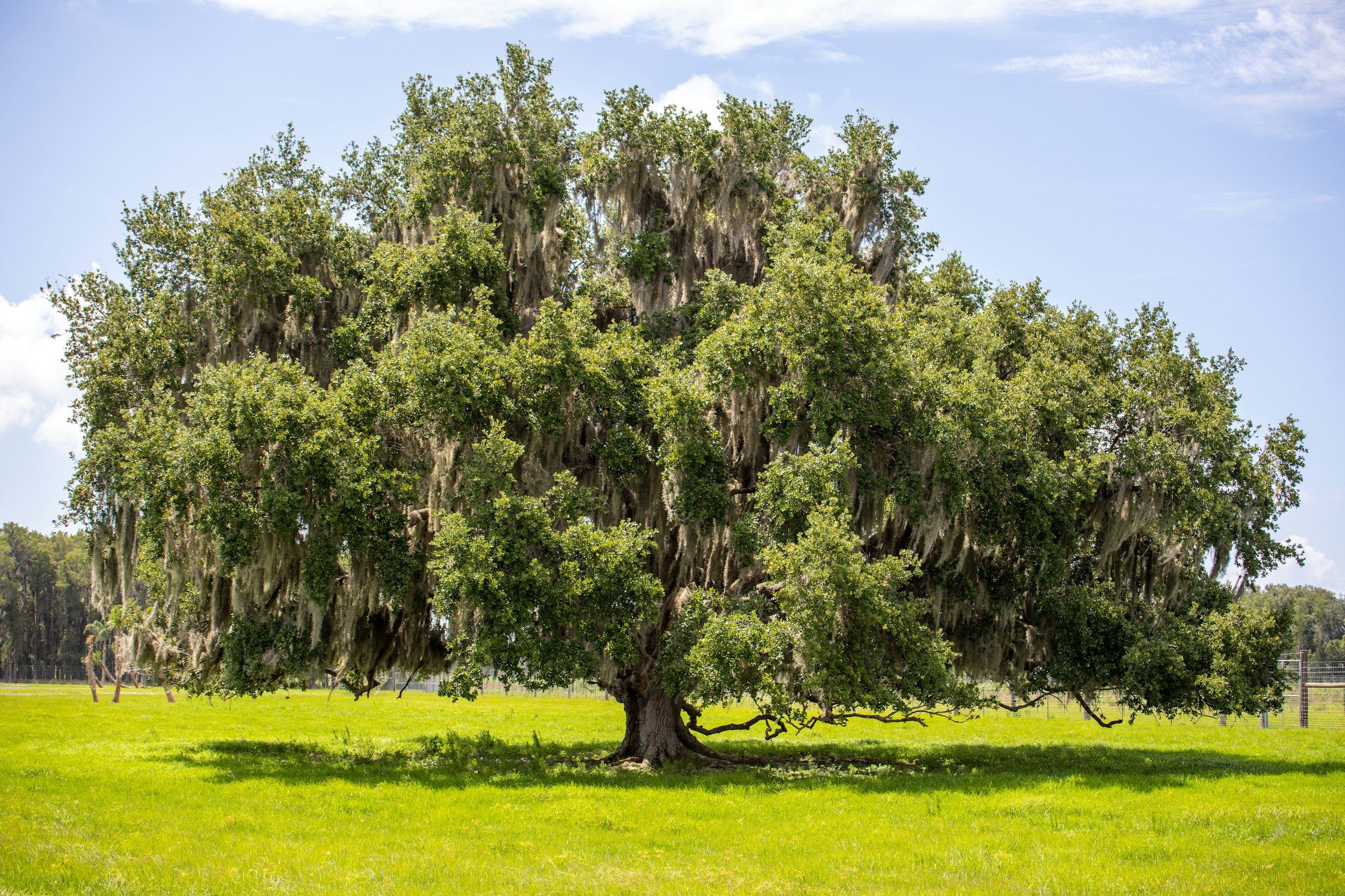 Live oak draped in Spanish moss in an open pasture